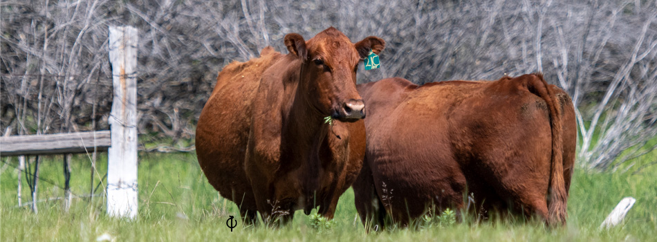 bulls in field